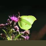 Brimstone Butterfly on marsh thistle