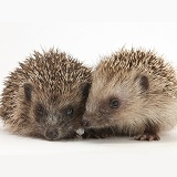 Pair of baby Hedgehogs