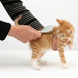 Grooming a ginger kitten with a brush