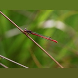 Small Red Damselfly