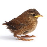 Juvenile Wren