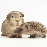 Baby Hedgehog and Guinea pig