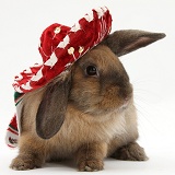 Rabbit wearing a Mexican hat