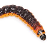 Goat moth caterpillar