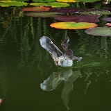 Long-eared Bat