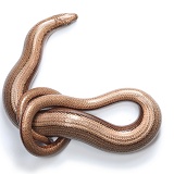 Slow worm