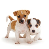 Jack Russell Terrier pups, 6 weeks old