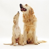 Retriever dog and Saluki pup