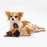 Chihuahua and pup