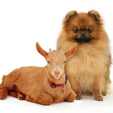 Red Pomeranian dog and goat kid