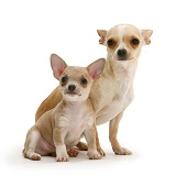 Smooth-haired Chihuahua bitch and pup