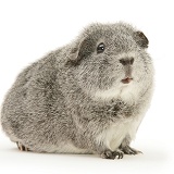 Silver Guinea pig