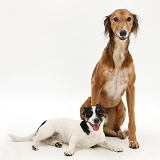 Saluki Lurcher and Jack Russell