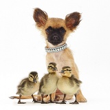 Long-coated Chihuahua bitch and three Mallard ducklings