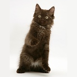 Chocolate Persian-cross kitten with raised paw