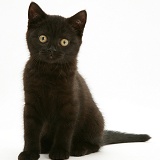 Black British Shorthair kitten
