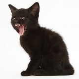 Black kitten, 7 weeks old, yawning