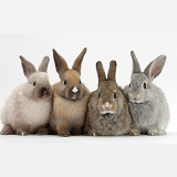 Four baby rabbits