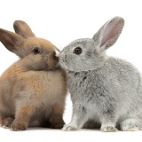 Baby rabbits kissing