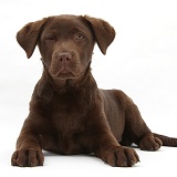 Chocolate Labrador pup, winking