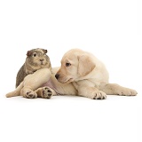 Yellow Labrador Retriever pup and Guinea pig