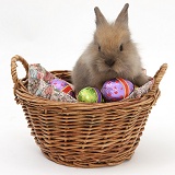 Baby rabbit in a basket with Easter eggs