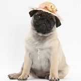 Fawn Pug pup, 8 weeks old, wearing a straw hat