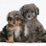 Sheltie x Poodle pups