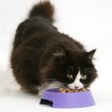 Fat black-and-white cat eating