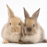 Two baby Lionhead-cross rabbits
