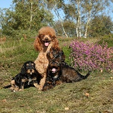 Red toy Poodle dog and his Cockapoo pups