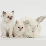 Two white kittens and a white rabbit