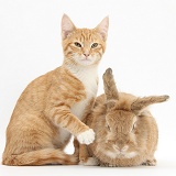 Ginger kitten with Sandy Lionhead-cross rabbit