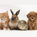 Ginger kitten with Cavapoo pup, rabbit and Guinea pig