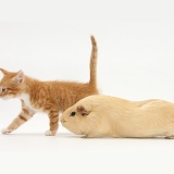 Ginger kitten, 7 weeks old, and yellow Guinea pig