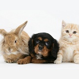 King Charles Spaniel pup, rabbit and ginger kitten