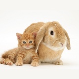 Ginger kitten with sandy Lop rabbit