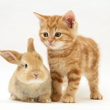 Ginger kitten and baby fawn rabbit