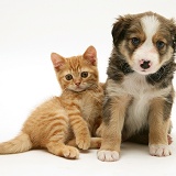 Border Collie pup and ginger kitten