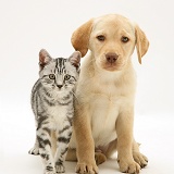 Yellow Labrador Retriever pup with silver tabby kitten
