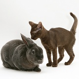 Brown Burmese-cross kitten with blue Rex rabbit
