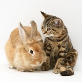 Rabbit and tabby kitten