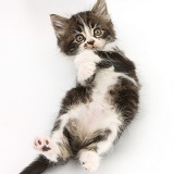 Tabby-and-white kitten lying on its back and looking up
