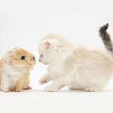 Ragdoll-cross kitten and baby Guinea pig