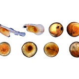 Development of trout egg series