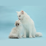 Maine Coon-cross mother cat licking her kitten