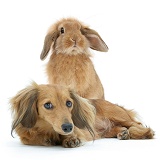Dachshund and Sandy lop rabbit