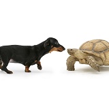 Dachshund and tortoise