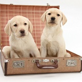 Yellow Labrador pups going on holiday