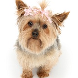 Yorkie with a bow in her hair